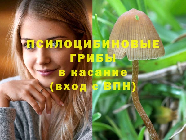 прущие грибы Снежногорск